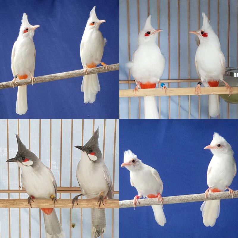 Một số cặp chim chào mào mang nguồn gen quý hiếm được Ts-Bs Võ Văn Nhân lai tạo thành công