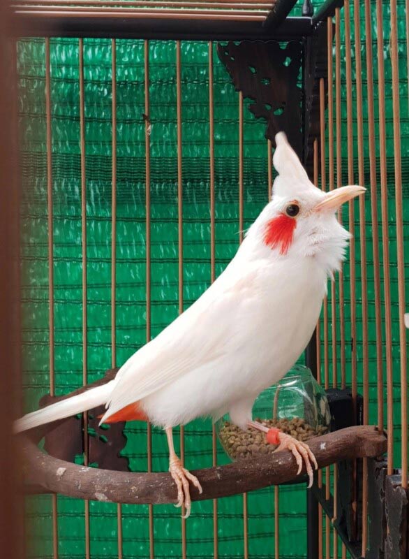 Chú chim chào mào đột biến với bộ lông trắng muốt của Bs Nhân tham dự Hội hoa xuân