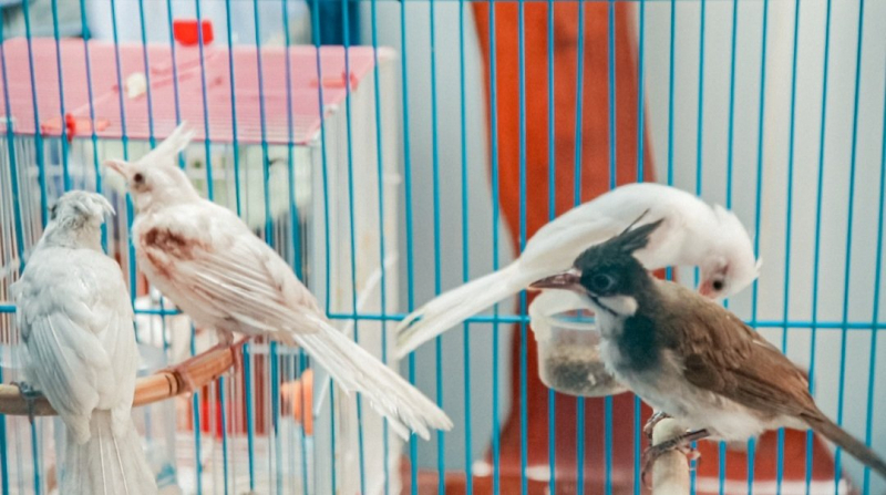 Những giống chim chào mào đột biến quý hiếm mà Bác sĩ Nhân đang sở hữu 	