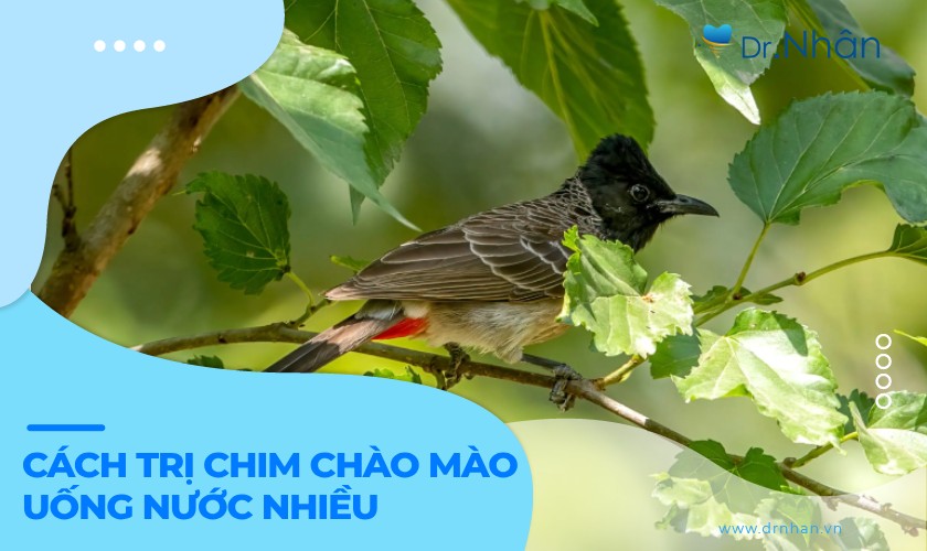 Cách trị chim chào mào uống nước nhiều