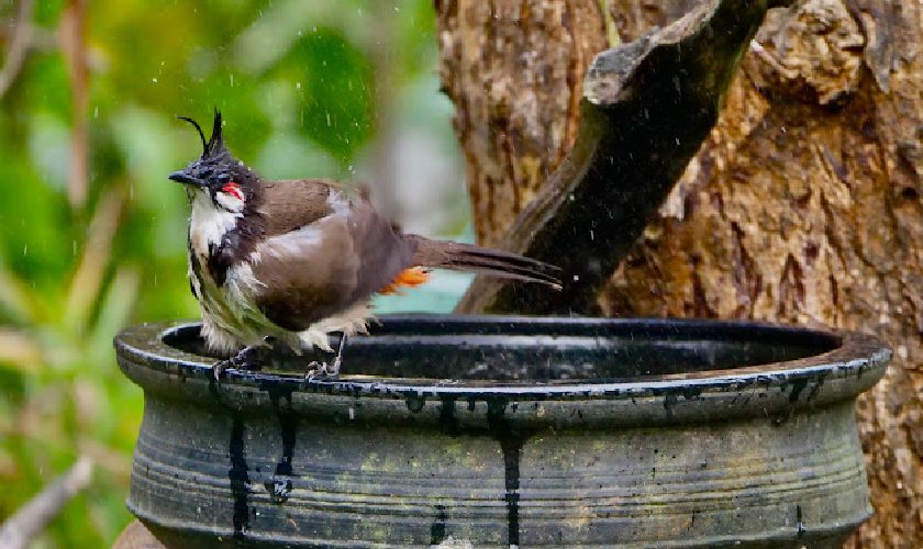 Có nhiều cách xử lý chim chào mào uống nước nhiều