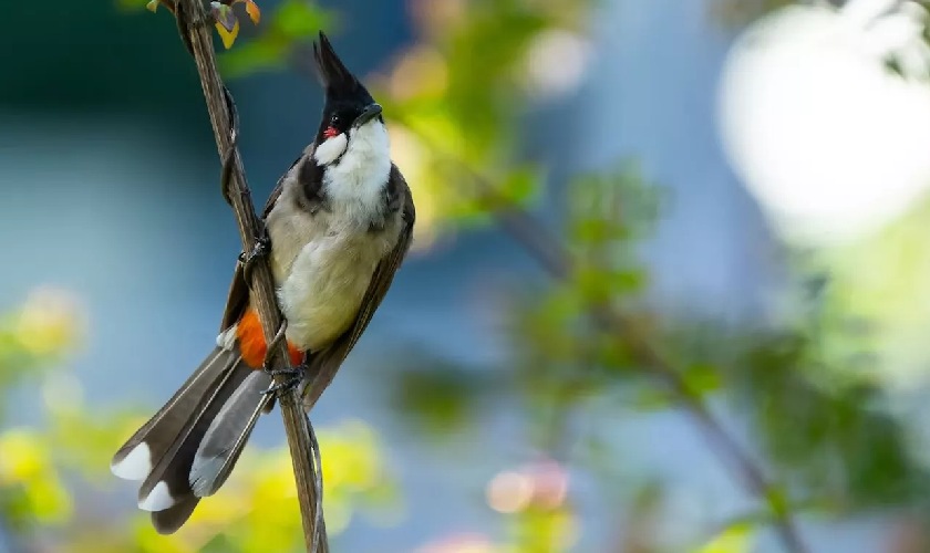 Chăm sóc chim chào mào cần có sự kiên trì, nhẫn nại