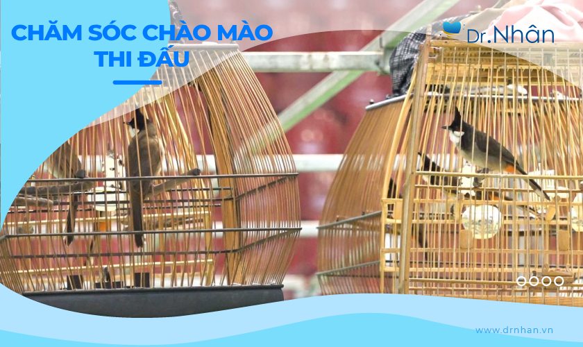 Bí quyết chăm sóc chào mào đi thi đấu đạt giải 100%