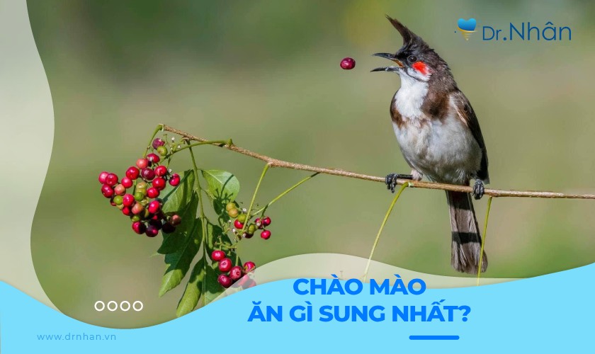 Chào mào ăn gì sung nhất? Những lưu ý khi cho chào mào ăn