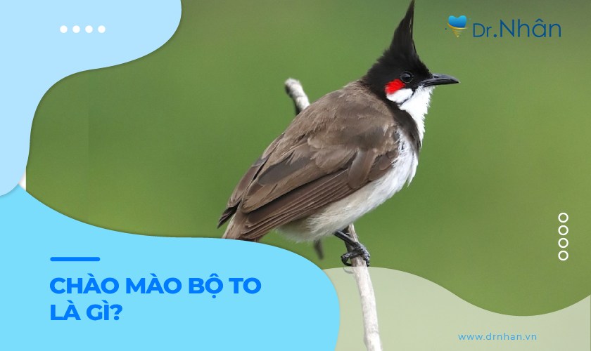 Chào mào bộ to là như thế nào? Những điều cần biết!