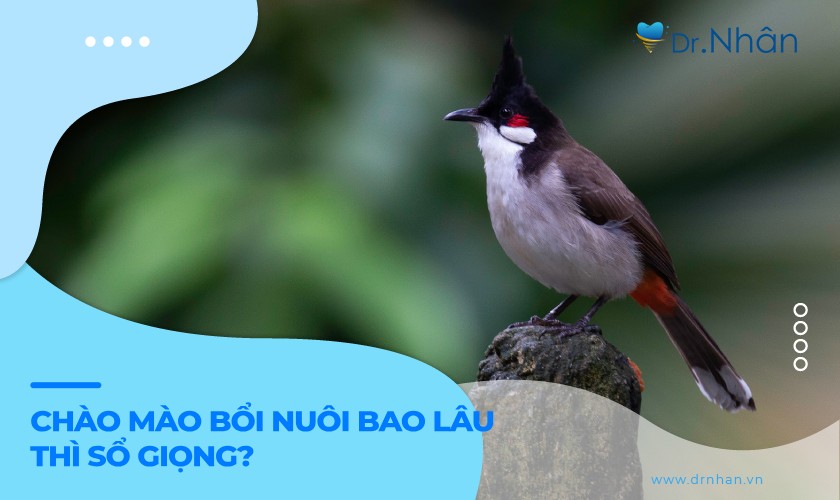 Chim chào mào bổi nuôi lâu thì sổ giọng?