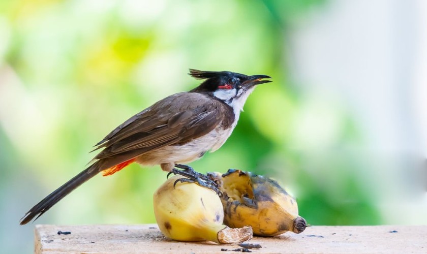 Chuối là thức ăn mà chim chào mào yêu thích