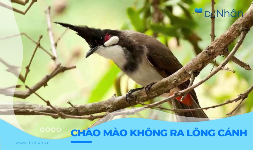 Chào mào không ra lông cánh là do đâu? Cách điều trị hiệu quả