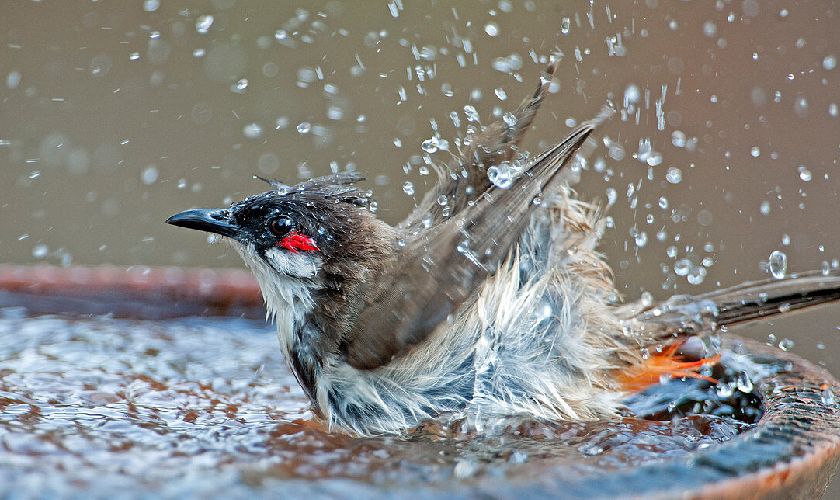 Chào mào không tắm do rất nhiều nguyên nhân