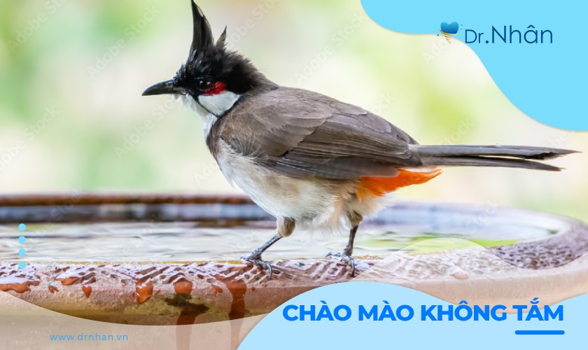 Chào mào không tắm: Nguyên nhân và cách khắc phục