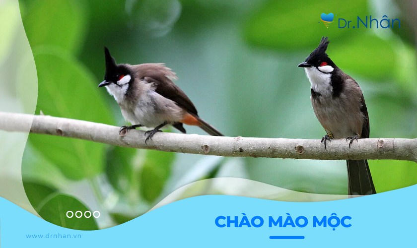 Chào mào mộc và những điều cần biết