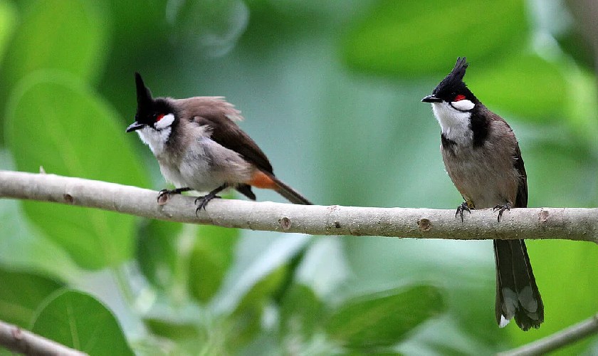 Cho chim chào mào học hót từ những con chim trưởng thành có giọng hót hay