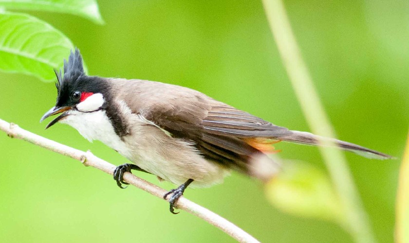 Chào mào thay lông rất dễ nhận biết