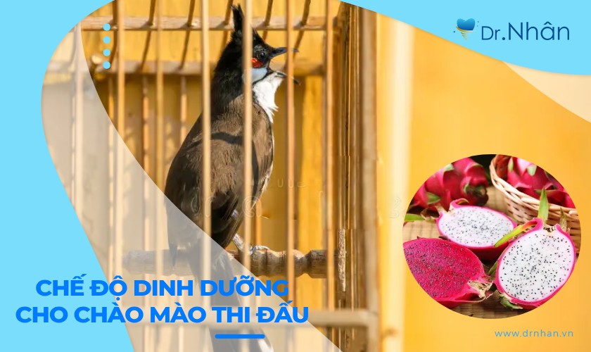 Chế độ dinh dưỡng cho chào mào thi đấu