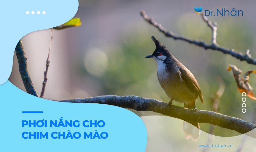 Chế độ phơi nắng cho chim chào mào đi thi như thế nào?