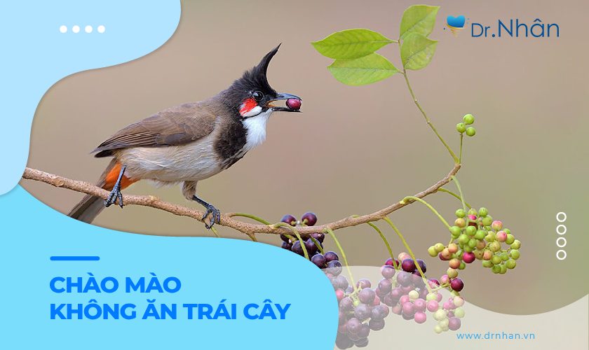 Chim chào mào không ăn trái cây có sao không?