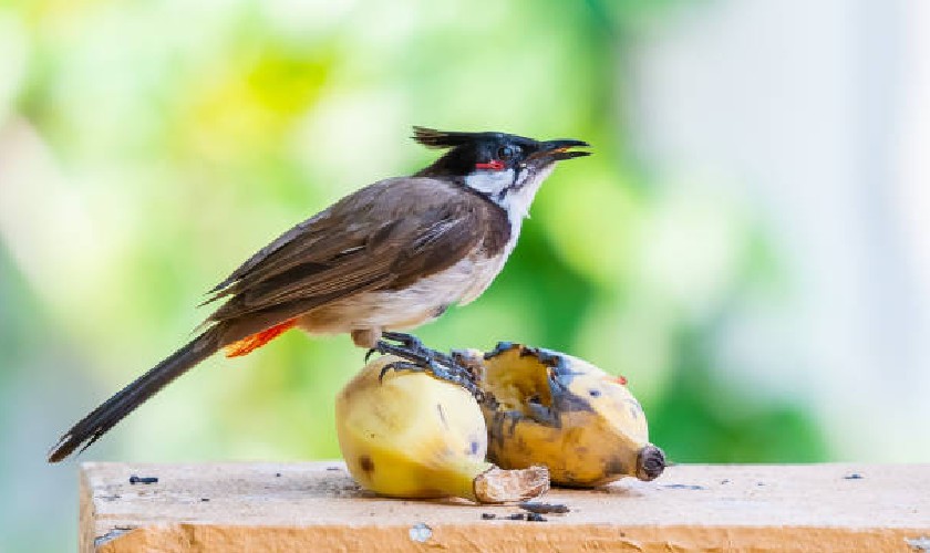 Cần lựa chọn các loại trái cây cho chim chào mào