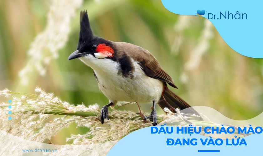 Bật mí các dấu hiệu chào mào đang vào lửa dễ nhận biết