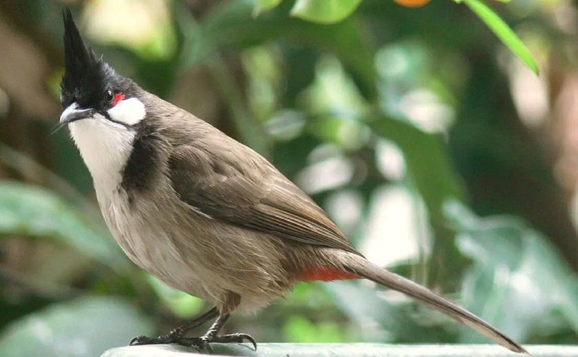 Tập giọng cũng là một trong những cách vào lửa cho chim chào mào