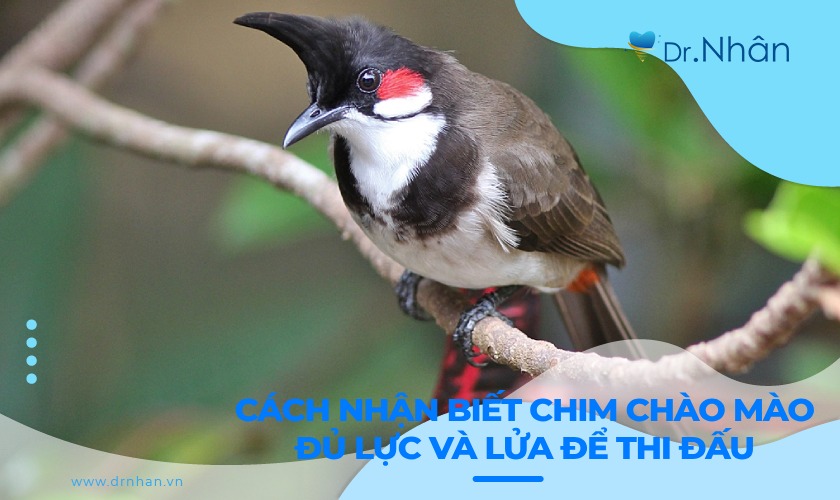 Dấu hiệu nhận biết chim chào mào đủ lực và lửa để thi đấu