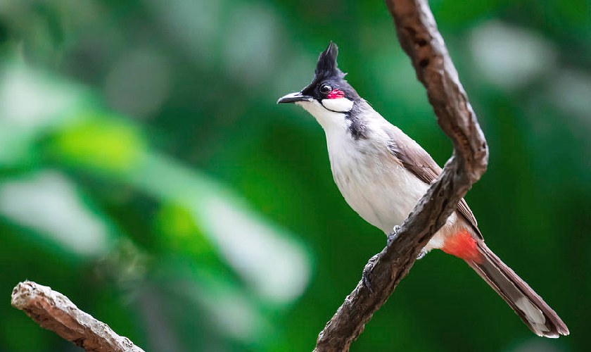 Thái độ và hành vi của chim chào mào cũng rất quan trọng