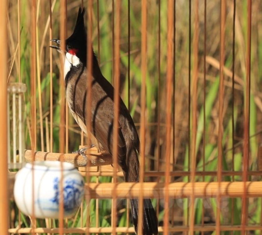 Mỗi chú chim chào mào đều có những biểu hiện riêng biệt