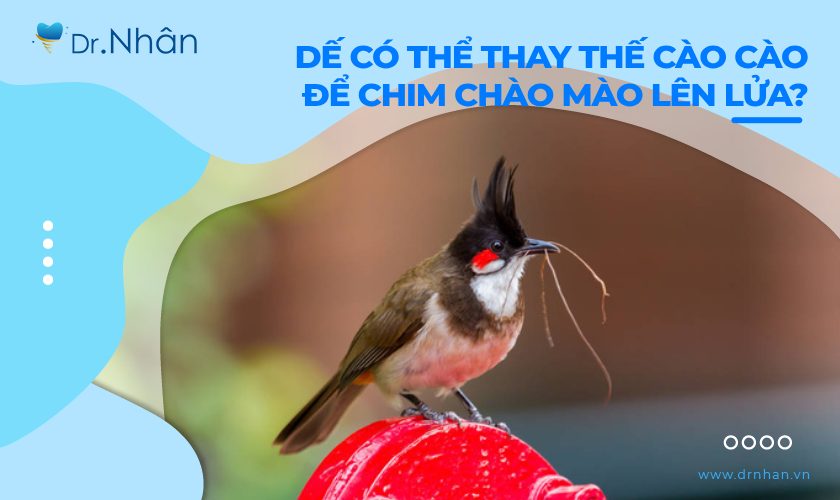 Dế có thể thay thế cào cào để giúp chim chào mào lên lửa?