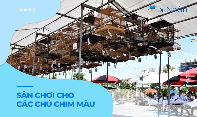 Hội thi chào mào đột biến - phong trào ngày càng nở rộ