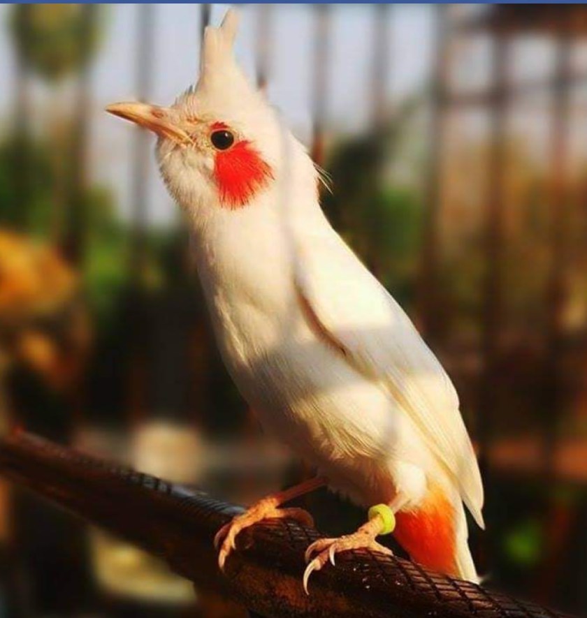 Chú chim chào mào bạch tạng