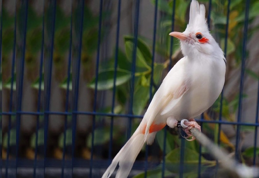 Cuộc thi chim màu làm phong phú thêm đời sống tinh thần