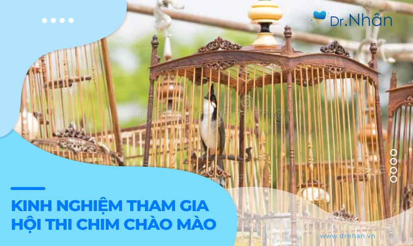 Cẩm nang tham gia hội thi chim chào mào: Những điều cần chuẩn bị và lưu ý