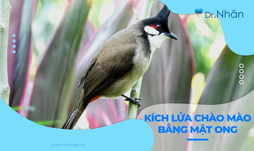 Hướng dẫn kích lửa chào mào bằng mật ong hiệu quả