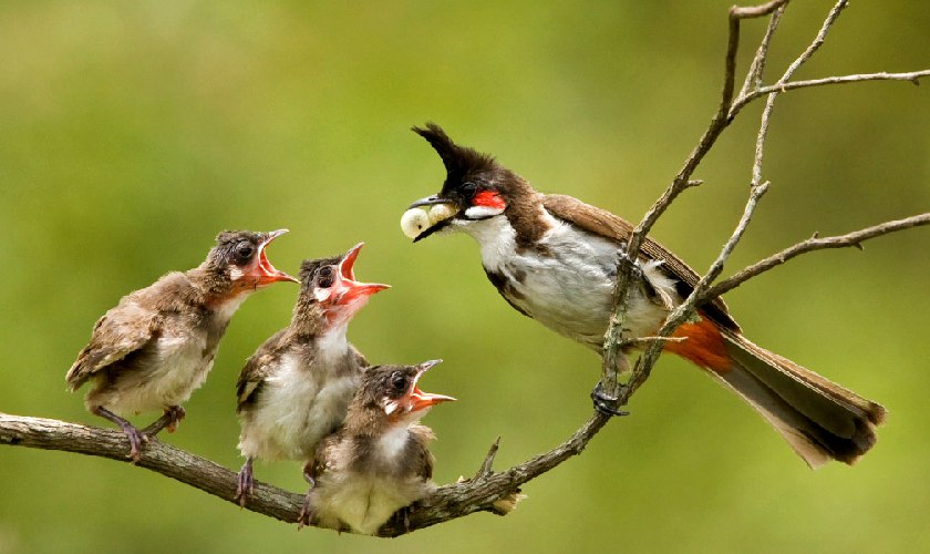 Cung cấp đa dạng thức ăn cho chim chào mào