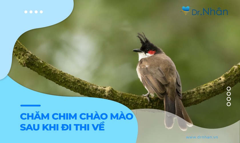 Kinh nghiệm chăm chim chào mào sau khi đi thi về