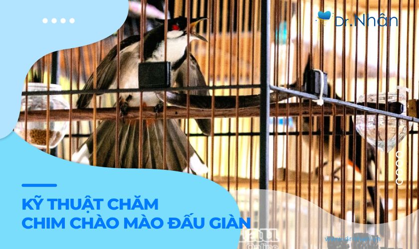 Kỹ thuật chăm chim chào mào đấu giàn