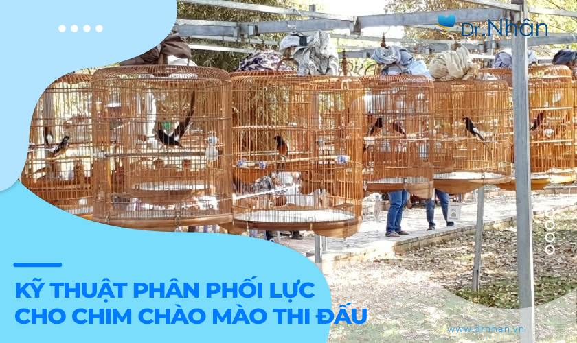 Cách phân phối lực cho chim chào mào đấu giàn không phải ai cũng biết