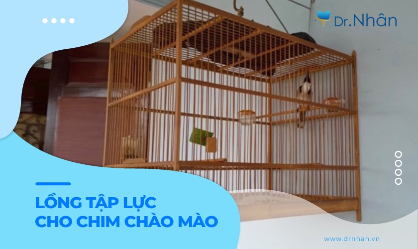 Cách lựa chọn lồng tập lực cho chim chào mào