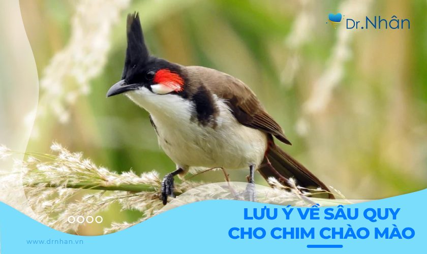 Lưu ý về việc sử dụng sâu quy cho chim chào mào