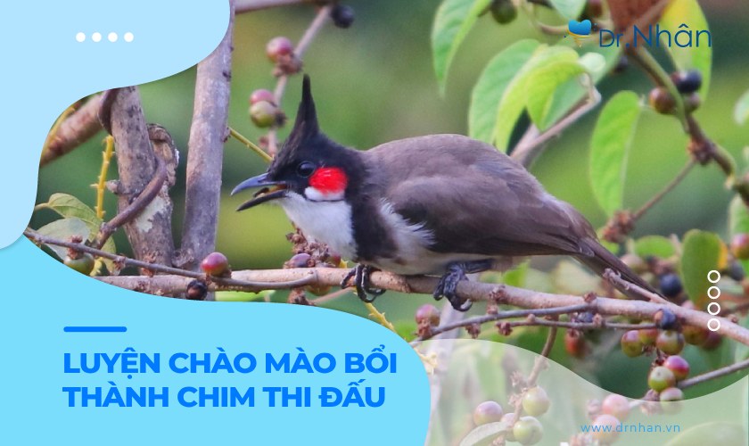 Kinh nghiệm luyện chào mào bổi thành chào mào thi đấu nhanh nhất