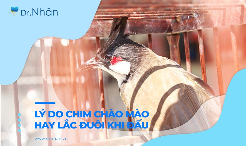 Lý do chim chào mào hay lắc đuôi khi đấu