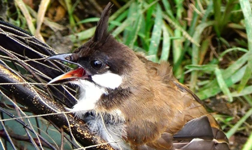 Chào mào má trắng là thuật ngữ để chỉ những con chim chào mào mới rời tổ