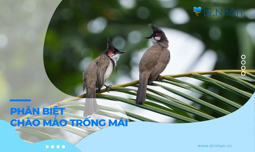 Hướng dẫn cách phân biệt chào mào trống mái dễ dàng