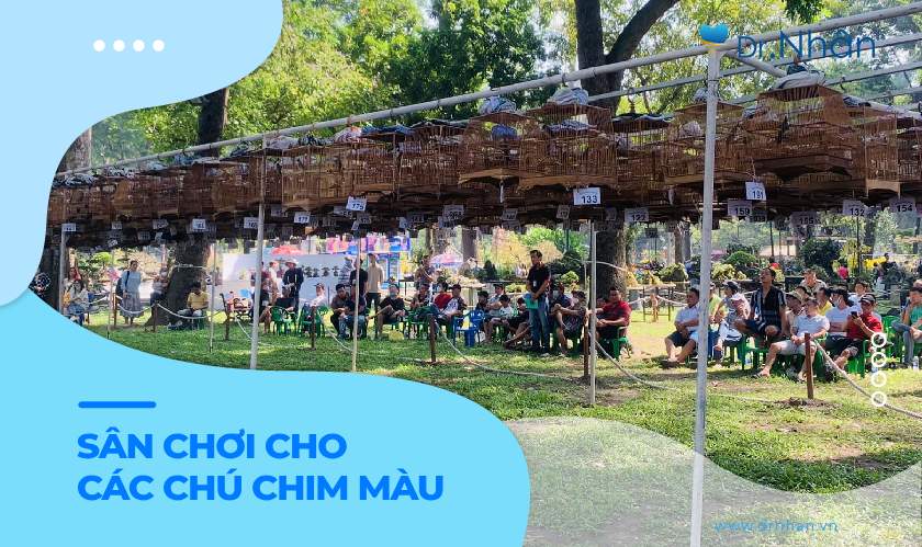 Phong trào nuôi và thi chim chào mào đột biến: Nét đẹp văn hóa người Việt