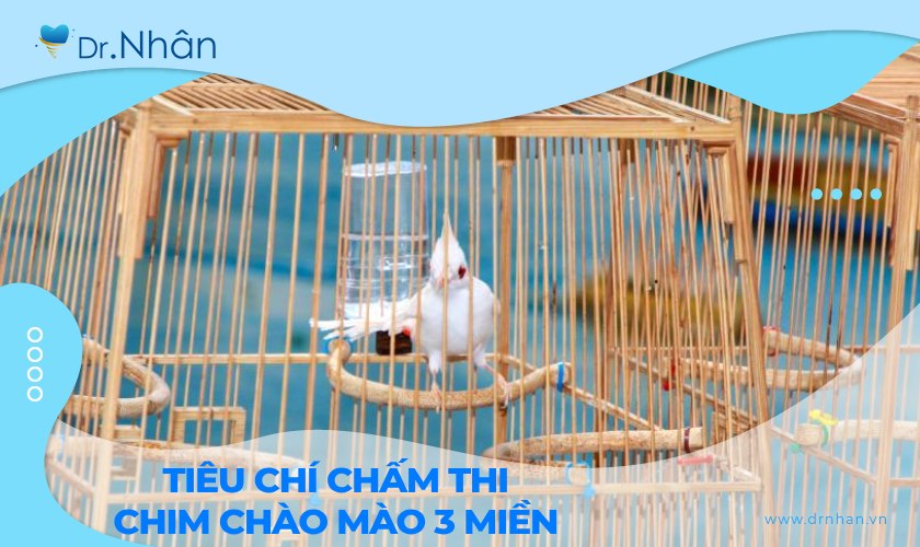 Sự khác biệt tiêu chí chấm thi chim chào mào 3 miền