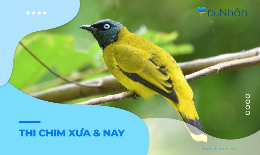 Thi chim xưa và nay: Nét văn hóa đặc sắc ngày Tết