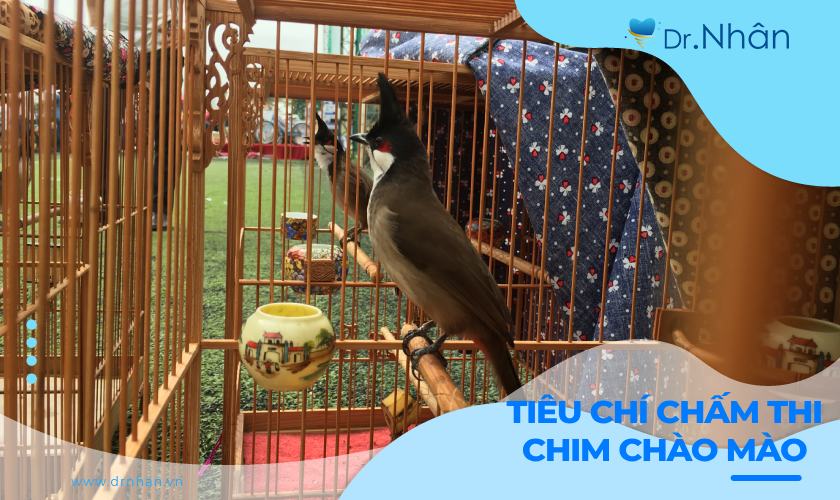 Những tiêu chí chấm thi chim chào mào chính xác