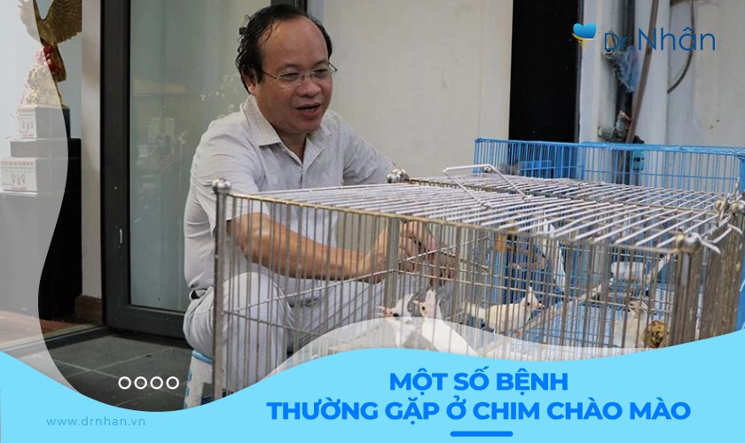 Điểm danh một số bệnh thường gặp ở chim chào mào