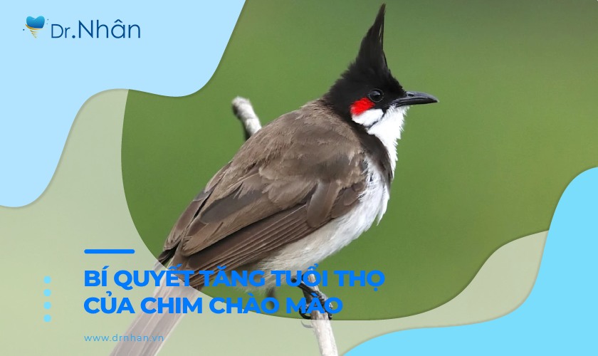 Bí quyết tăng tuổi thọ của chim chào mào