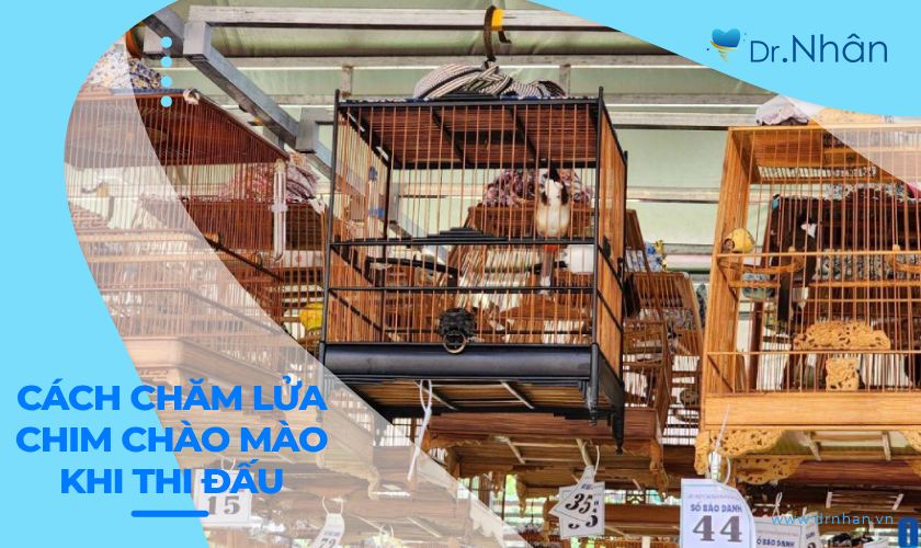 Cách chăm lửa chim chào mào trong mùa thi đấu