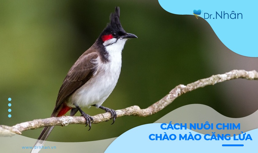 Cách chăm sóc và nuôi chim chào mào căng lửa